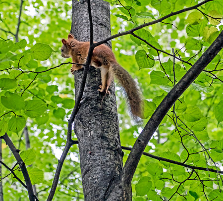 young red squirrel in a city park on a tree in summerの写真素材