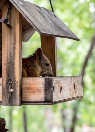a red squirrel in a city park in a feeder nibbles a nutの写真素材