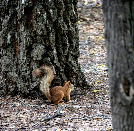 red squirrel in a city park on earth is looking for food in the summerの写真素材