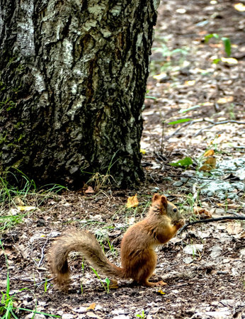 red squirrel in a city park on earth is looking for food in the summerの写真素材