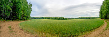 panoramic view of a field of ripening, still green wheat surrounded by a wooded area on a cloudy morningの写真素材