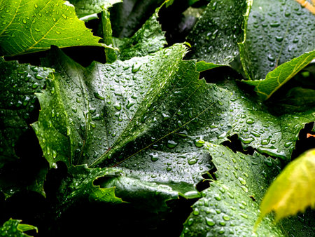 raindrops on grape leaves during rain in cloudy weather in the morningの写真素材