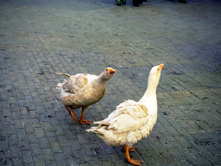 domestic geese walk on the pavement in the city in the eveningの写真素材