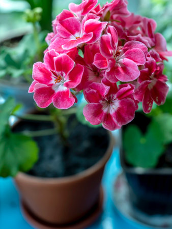 bright fresh pink geranium in a pot on the windowsill, macro