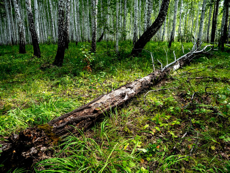 the trunk of a fallen old ruined tree in the forest among the green grass in summerの写真素材