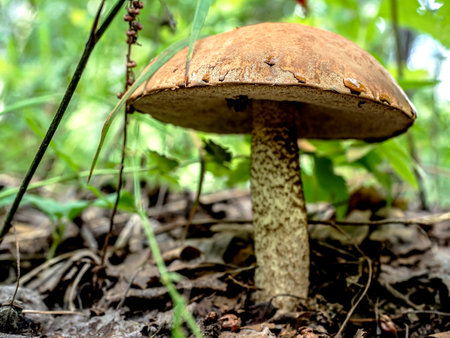 edible boletus mushroom in the forest among fallen leaves and grass in autumnの写真素材