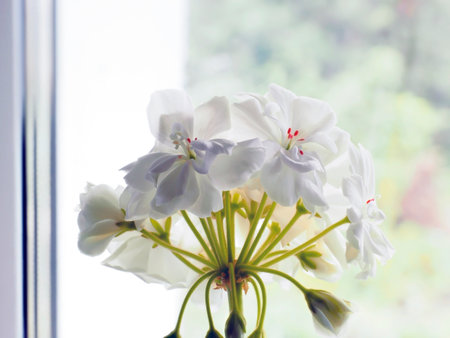 fresh bright white geranium flowers in a pot on the windowsill, macroの写真素材