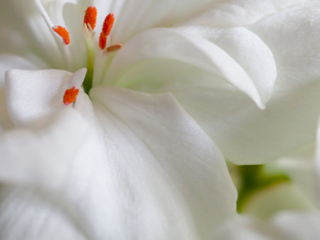fresh bright white geranium flowers in a pot on the windowsill, macroの写真素材