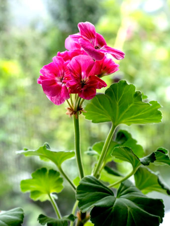 bright fresh pink geranium in a pot on the windowsill, macroの写真素材