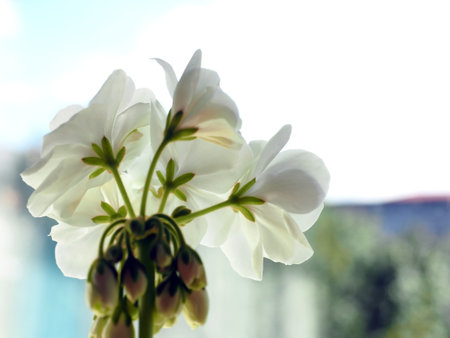 fresh bright white geranium flowers in a pot on the windowsill, macroの写真素材
