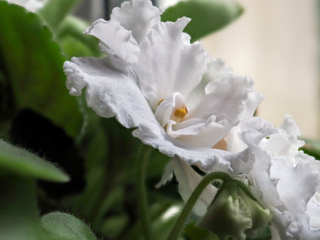 white violet flowers in a pot on the windowsill, macro, focus stackingの写真素材
