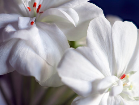 fresh bright white geranium flowers in a pot on the windowsill, macroの写真素材