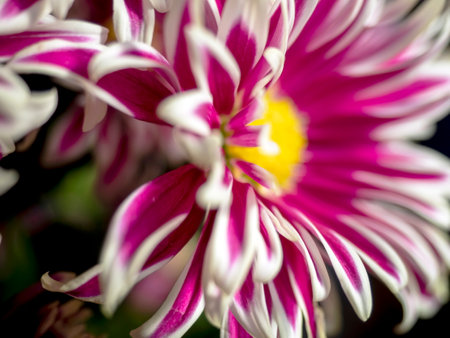 pink chrysanthemum flowers in a vase on the windowsill, macro, chrysanthemum petals with white edgingの写真素材