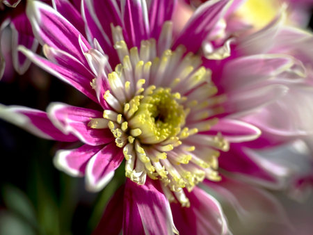 pink chrysanthemum flowers in a vase on the windowsill, macro, chrysanthemum petals with white edgingの写真素材