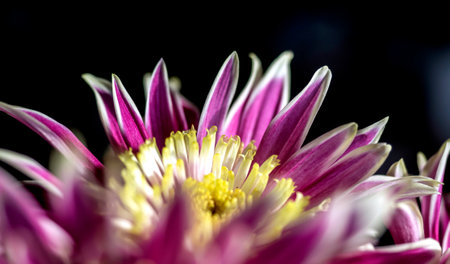 pink chrysanthemum flowers in a vase on the windowsill, macro, chrysanthemum petals with white edgingの写真素材