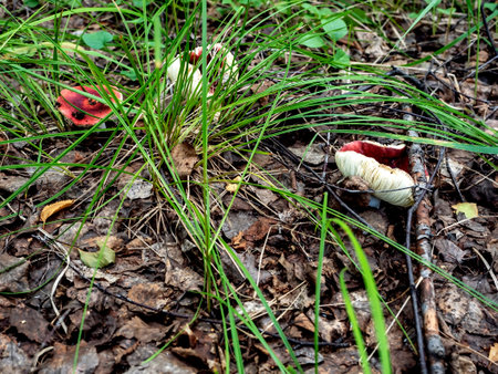 russula mushrooms in the forest in autumn among fallen leavesの写真素材