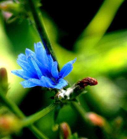 blue chicory flower with morning dew dropsの写真素材