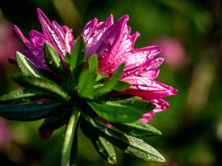 pink aster with dew drops in the morningの写真素材
