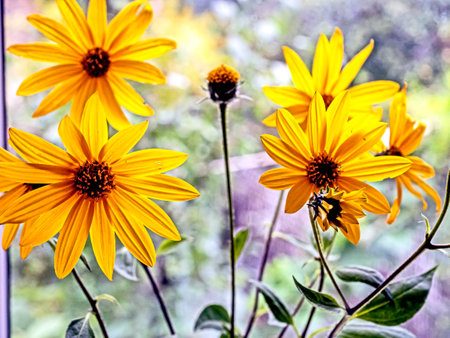 bright fresh yellow heliopsis flowers in a vaseの写真素材