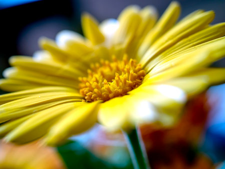 delicate beautiful yellow calendula flower, macro on a blurred backgroundの写真素材