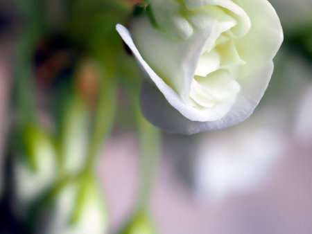 fresh bright white geranium flowers in a pot on the windowsill, macroの写真素材