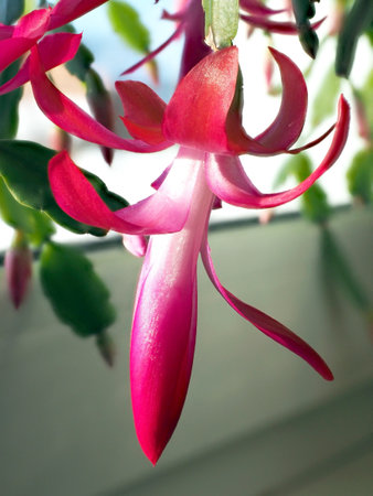 a delicate fresh flower of a Christmas cactus, a plant with the Latin name Schlumbergera, on the windowsillの写真素材