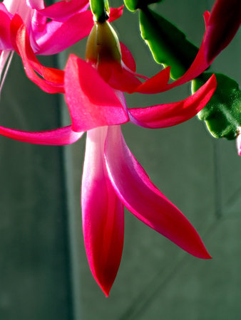 a delicate fresh flower of a Christmas cactus, a plant with the Latin name Schlumbergera, on the windowsillの写真素材