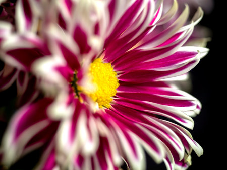 pink chrysanthemum flowers in a vase on the windowsill, macro, chrysanthemum petals with white edgingの写真素材