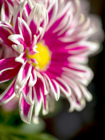 pink chrysanthemum flowers in a vase on the windowsill, macro, chrysanthemum petals with white edgingの写真素材