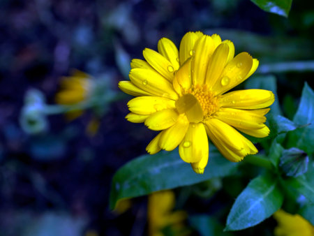 calendula flower with dew drops in the early morning in the gardenの写真素材