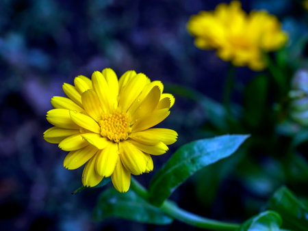 calendula flower with dew drops in the early morning in the gardenの写真素材
