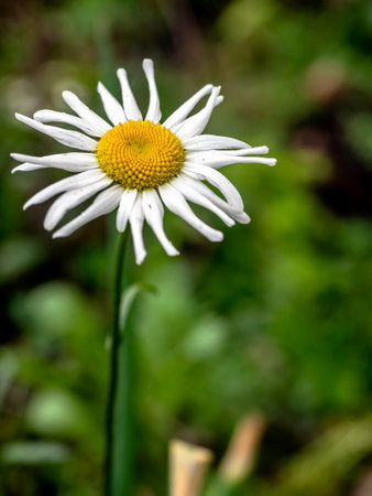 white chamomile flowers in the early morning in the garden on a blurred natural backgroundの写真素材