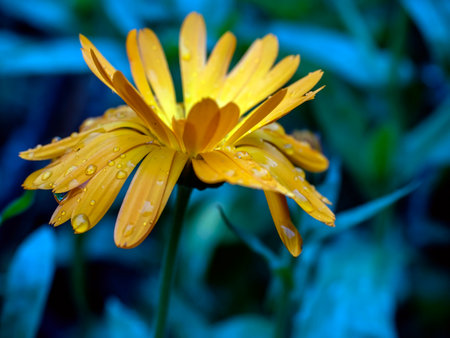 calendula flower with dew drops in the early morning in the gardenの写真素材
