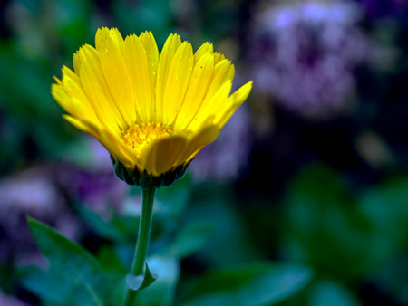 calendula flower with dew drops in the early morning in the gardenの写真素材