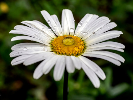 chamomile flowers with drops on the petals after rainの写真素材
