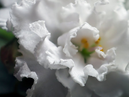 white violet flowers in a pot on the windowsill, macroの写真素材