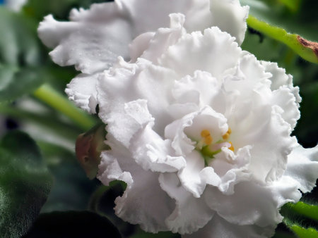 white violet flowers in a pot on the windowsill, macroの写真素材