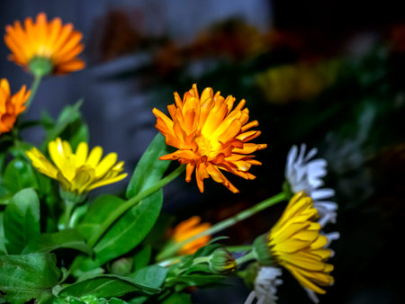 a bright beautiful multicolored bouquet of calendula and chamomileの写真素材