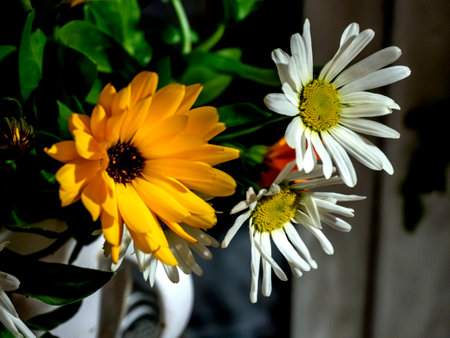 a bright beautiful multicolored bouquet of calendula and chamomileの写真素材