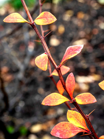 yellow and red autumn leaves on a branch on a cloudy dayの写真素材