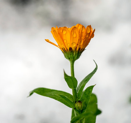 yellow calendula flowers covered with the first snow in the early morningの写真素材