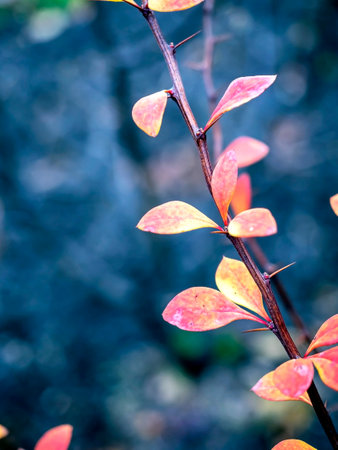 yellow and red autumn leaves on a branch on a cloudy dayの写真素材