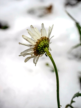 white chamomile flowers covered with the first snow in the early morningの写真素材
