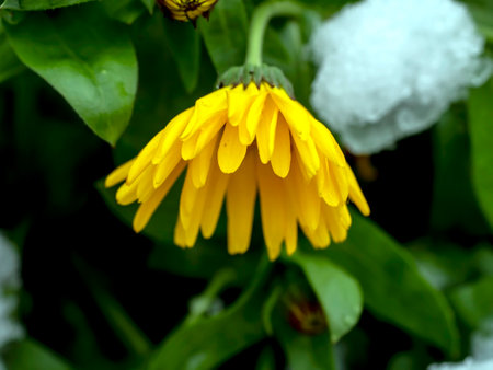 yellow calendula flowers covered with the first snow in the early morningの写真素材
