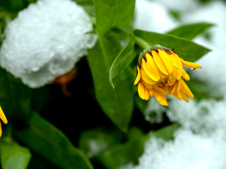 yellow calendula flowers covered with the first snow in the early morningの写真素材