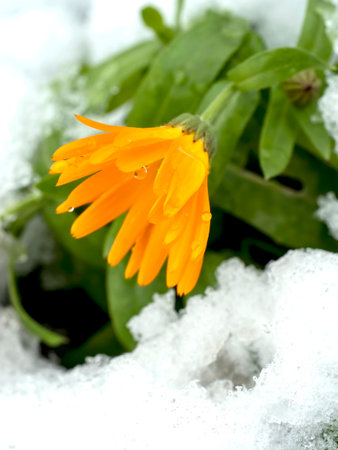 yellow calendula flowers covered with the first snow in the early morningの写真素材