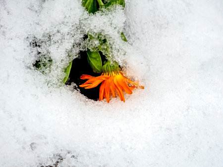 yellow calendula flowers covered with the first snow in the early morningの写真素材