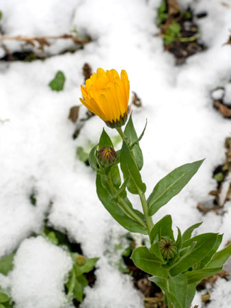 yellow calendula flowers covered with the first snow in the early morningの写真素材