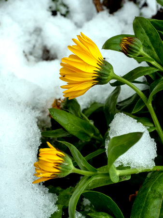 yellow calendula flowers covered with the first snow in the early morningの写真素材