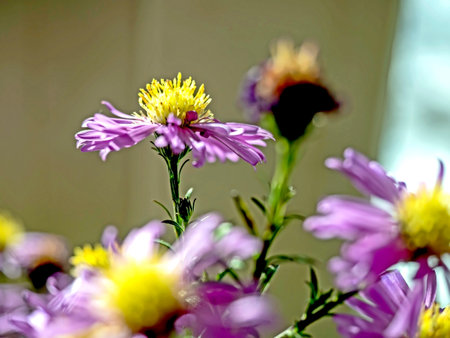 beautiful purple autumn flowers with the Latin name Symphyotrichum novi-belgii in a vaseの写真素材